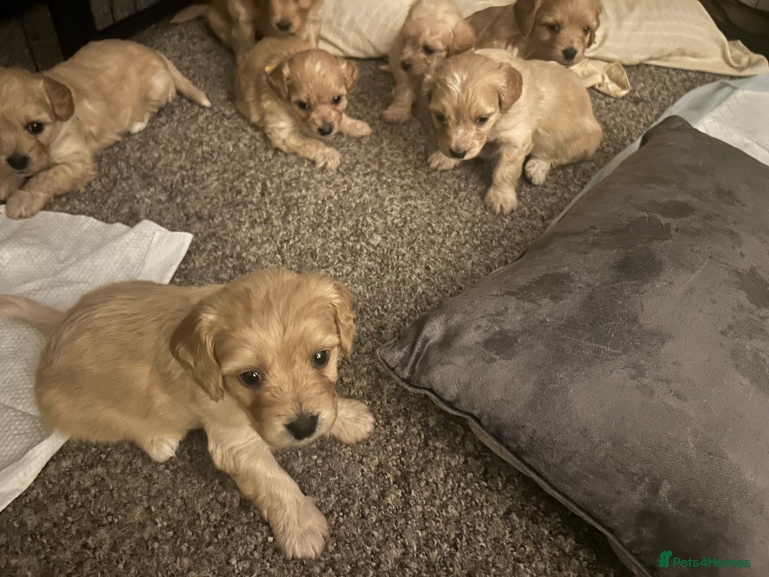 Mixed Breed dogs for sale: Cockachon Puppies - cocker spaniel bichon mix - Advert 6