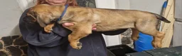 Mixed Breed dogs for sale: Cane corso /doberman mix - Advert 6