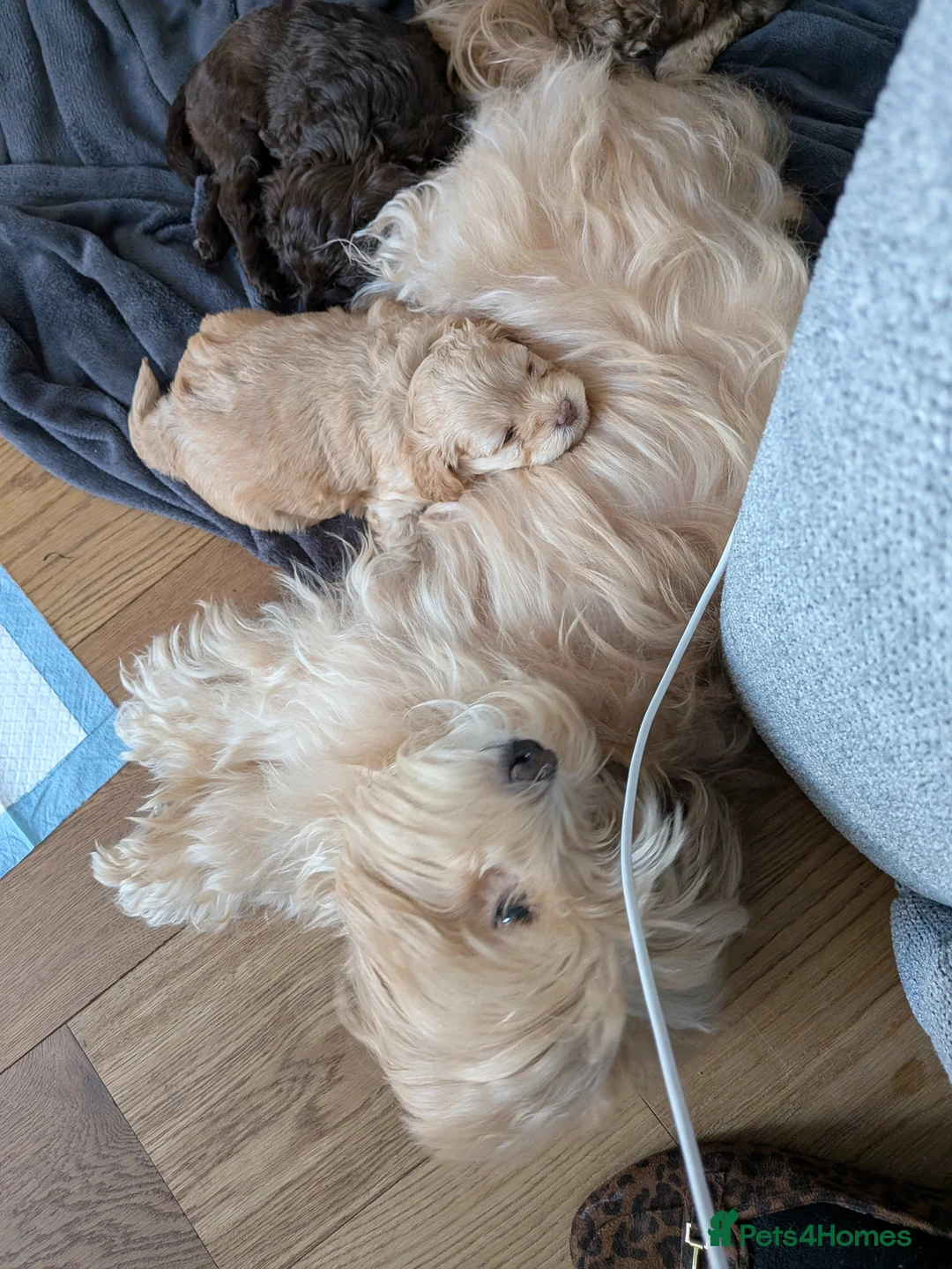 Maltipoo dogs for sale: 4 female Maltipoo pups for sale in Liverpool - Advert 1