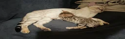 Bengal cats for sale: our stunning bengal boy lizard  - Advert 9