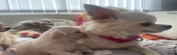 Chihuahua dogs for sale: Two Gorgeous Long-Haired Male Chihuahua Puppies - Advert 4