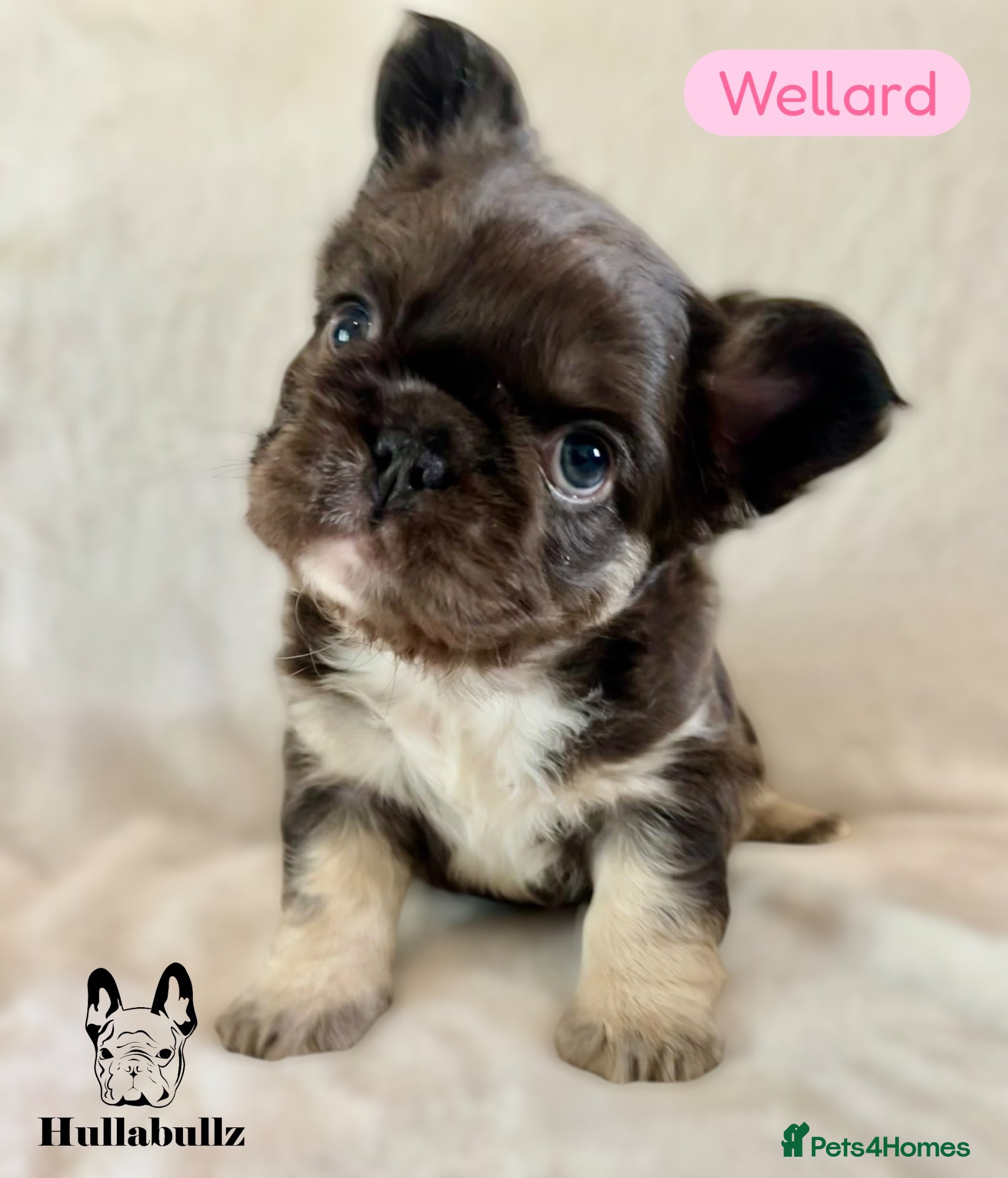 French Bulldog dogs REDUCED!! Fluffy Isabella New shade Choc Frenchies - Advert 2