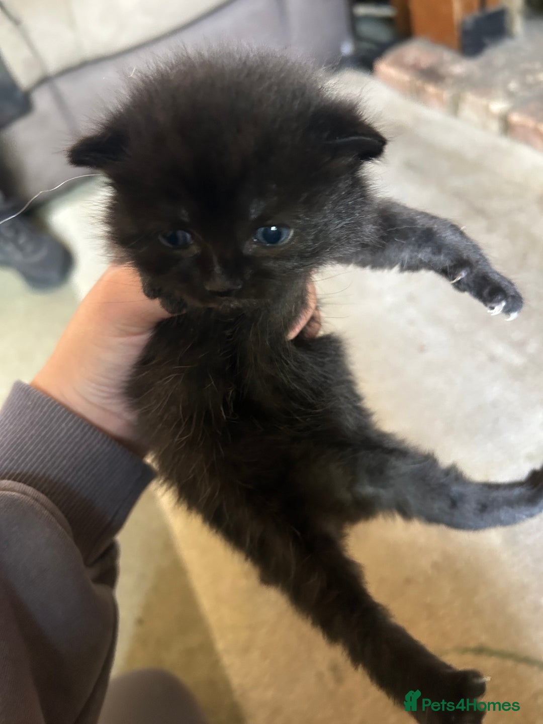 Mixed Breed cats for sale: 5 kittens for sale  - Image 4