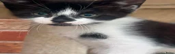Mixed Breed cats for sale: Kittens  - Advert 3