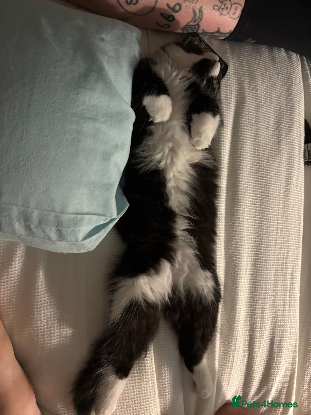 Ragdoll cats for sale: Winnie - Image 1