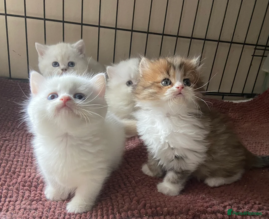 Munchkin cats for sale: 7 weeks old Full Pedigree Munchkin Kittens - Advert 2