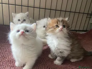 Munchkin cats 7 weeks old Full Pedigree Munchkin Kittens - Advert 11