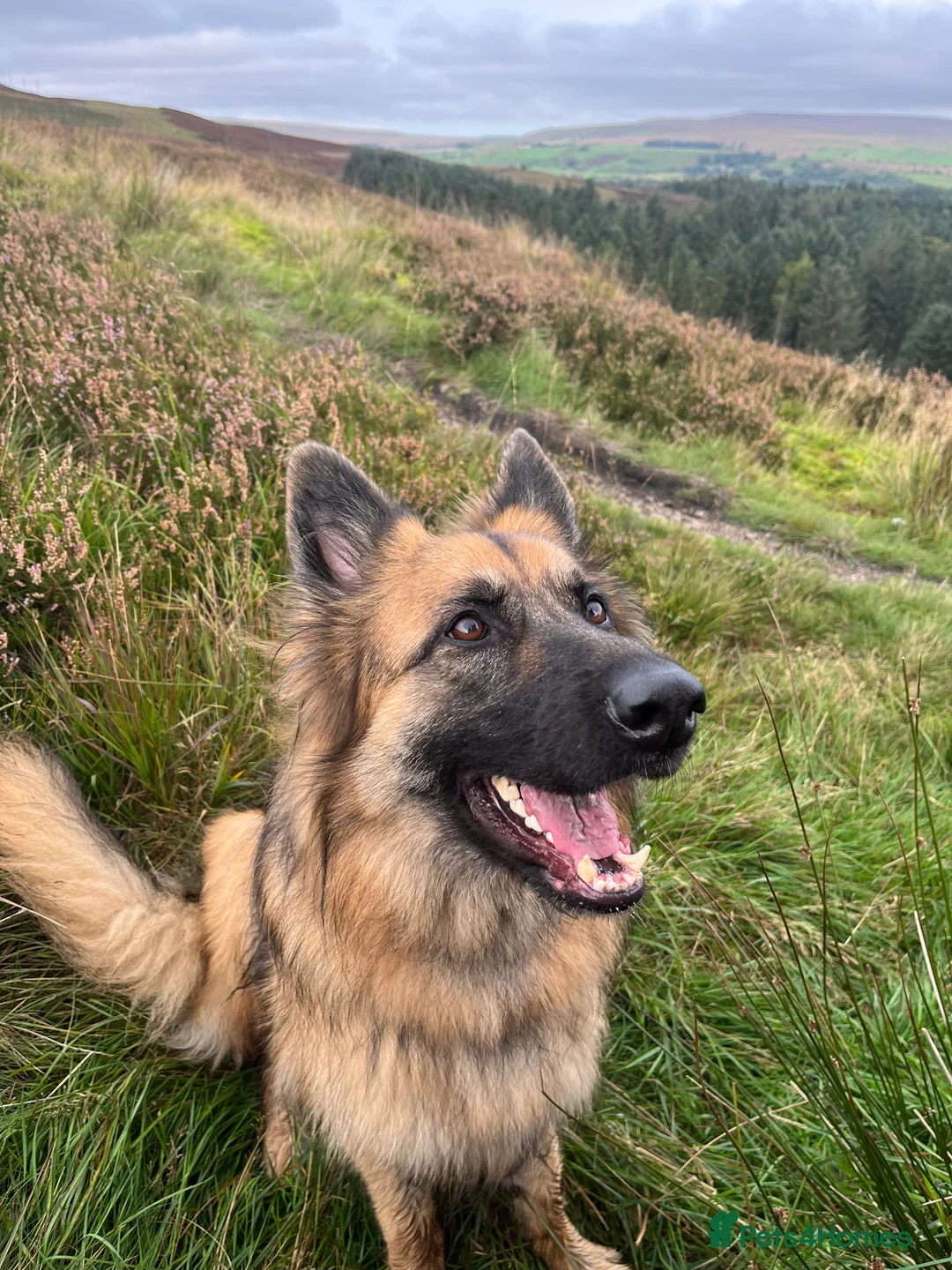 German Shepherd dogs for sale: Bella - German Shepherd looking for a forever home - Advert 10