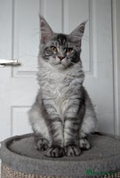 Maine Coon cats - Advert 5