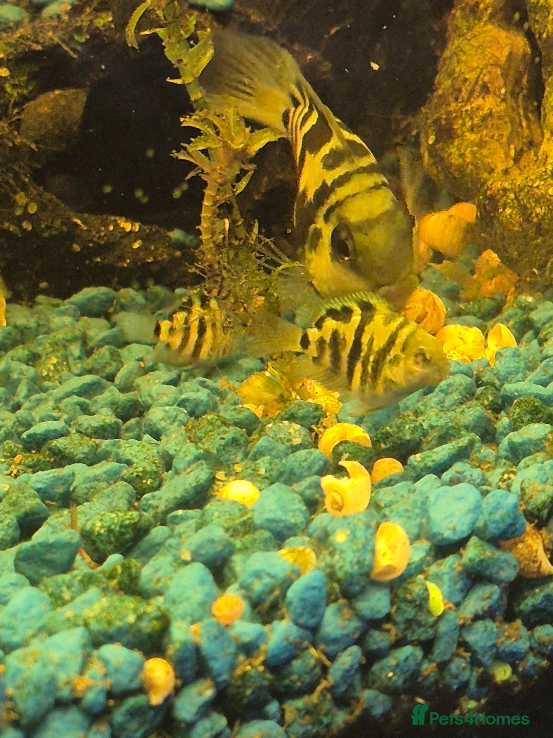 Cichlids fish for sale: Polar blue parrot fish - Advert 2