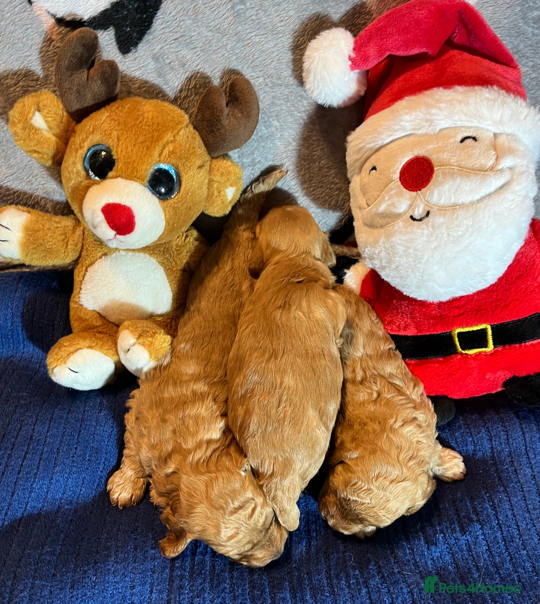 Cavapoochon dogs for sale: Cavapoochon Puppies ready from 20th December 2025  - Advert 10