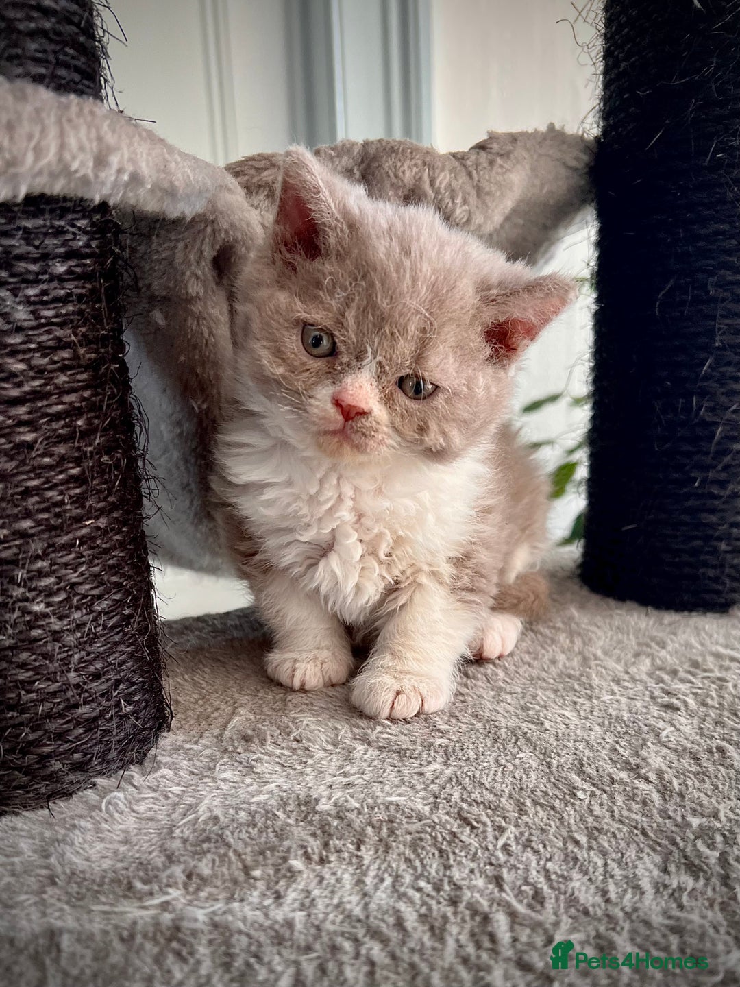 Selkirk Rex cats for sale: SELKIRK REX KITTENS  😻 - Advert 11