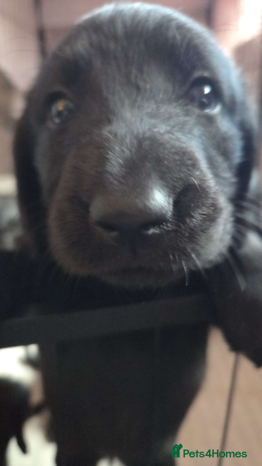 Labradoodle dogs for sale: F1 beautiful standard labradoodles - Image 5