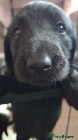 Labradoodle dogs F1 beautiful standard labradoodles - Advert 8