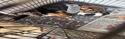 Jack Russell dogs for sale: Jack Russell puppies  - Advert 1