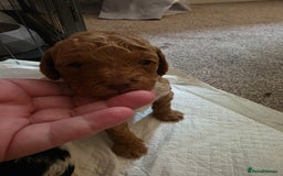 Cockapoo dogs for sale: 3 beautiful f1b cockapoo puppies  - Image 15