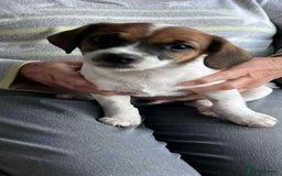 Yorkshire Terrier dogs for sale: Small Jack Russell Terriers - Image 2