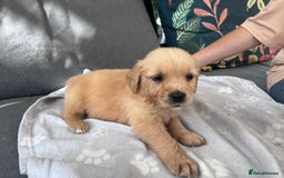 Golden Retriever dogs for sale: 3 beautiful boys awaiting their forever homes 🐶 - Image 39