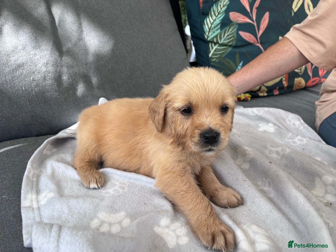 Golden Retriever dogs for sale: 3 beautiful boys awaiting their forever homes 🐶 - Image 39