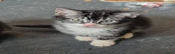 Mixed Breed cats for sale: Tabby Bengal - Advert 9