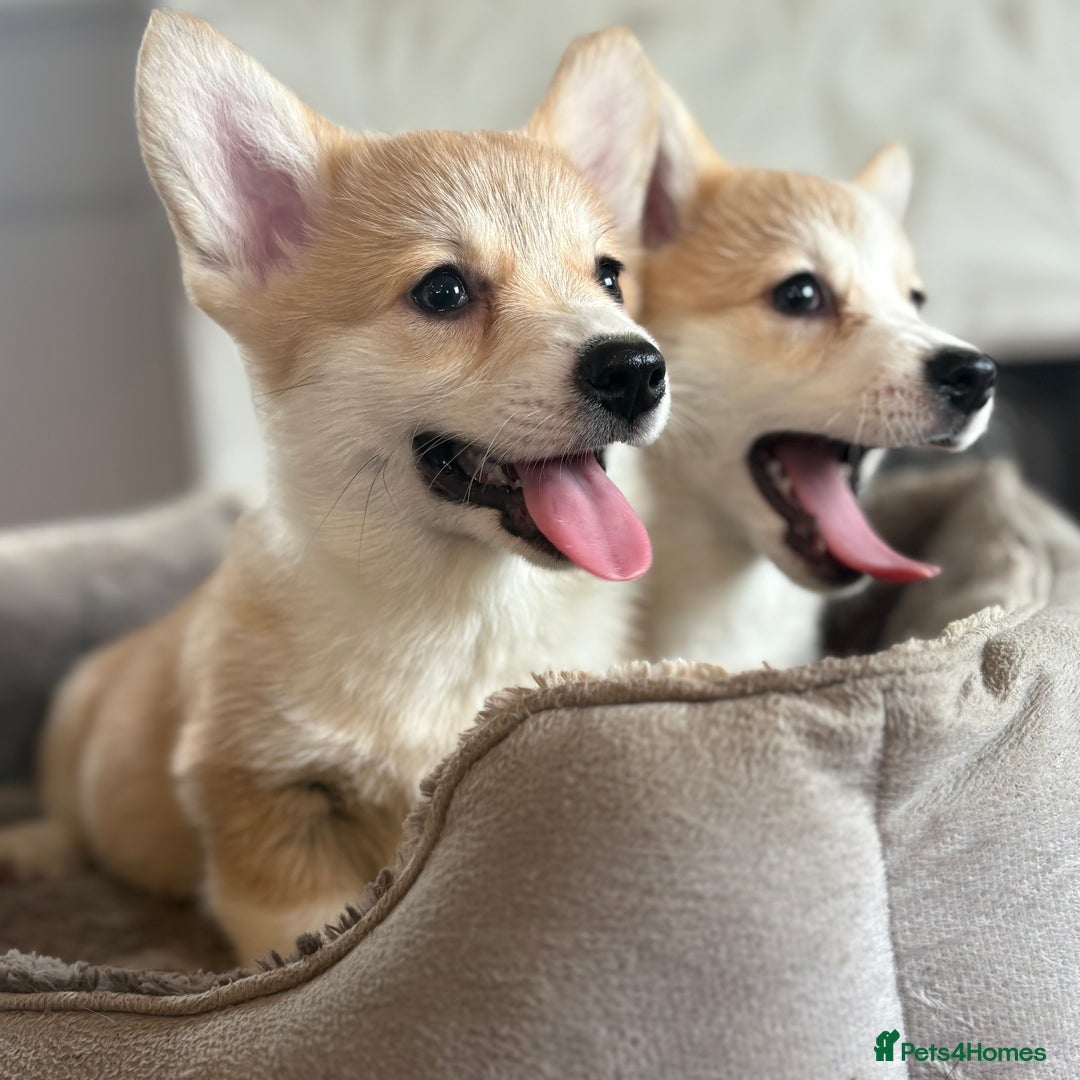 Welsh Corgi Pembroke dogs for sale: Outstanding Pembrokeshire Corgi Puppies  - Advert 23