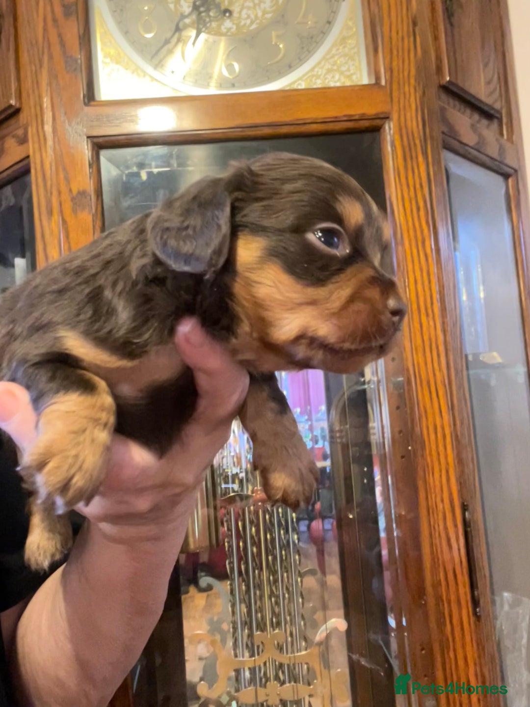 Miniature Dachshund dogs for sale: Stunning full pedigree Miniature Dachshunds  - Image 34