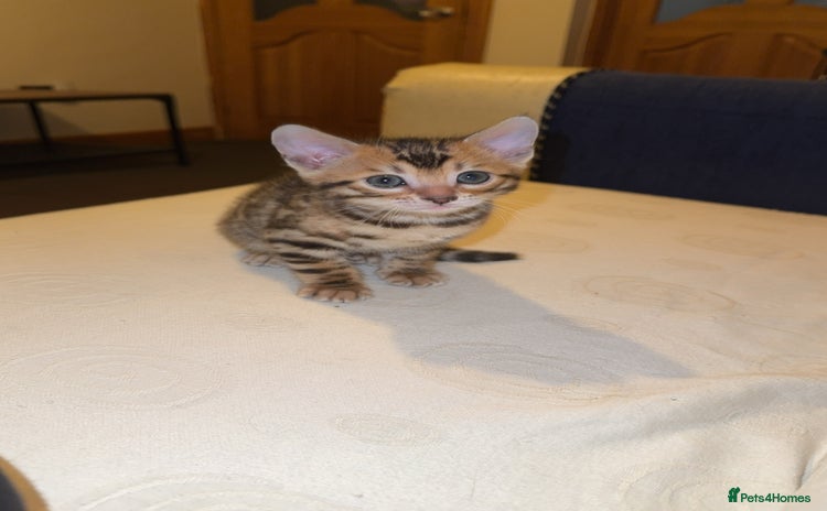 Bengal cats - Advert 10