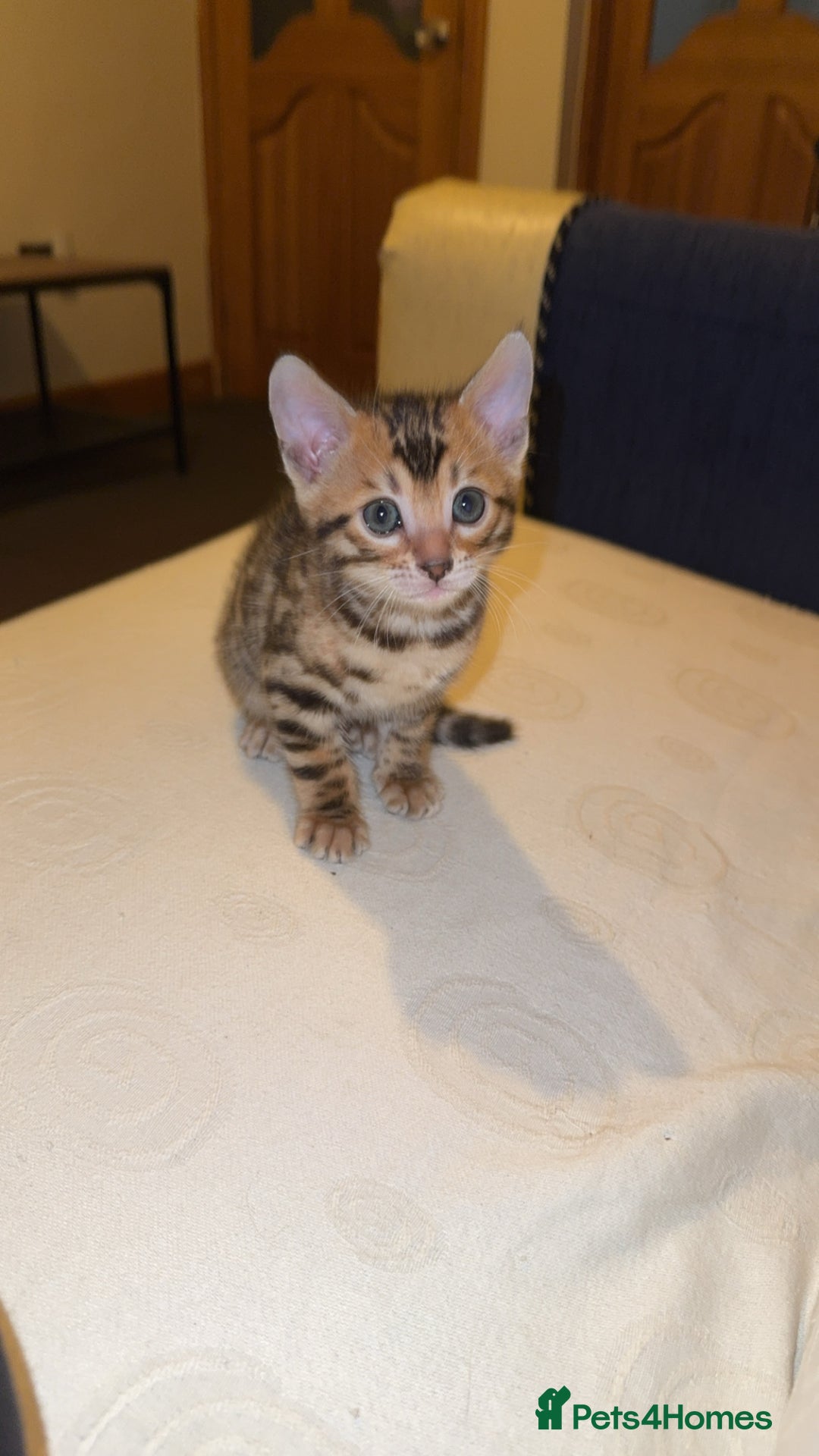 Bengal cats for sale: ⭐️⭐️QUALITY BENGAL FEMALE KITTEN⭐️⭐️ - Image 1