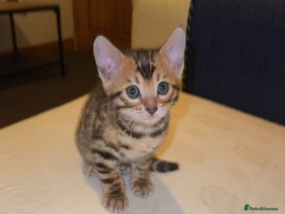 Bengal cats - Advert 30