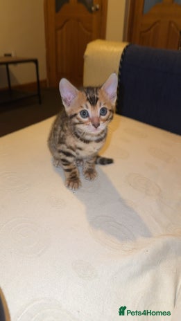 Bengal cats - Advert 10