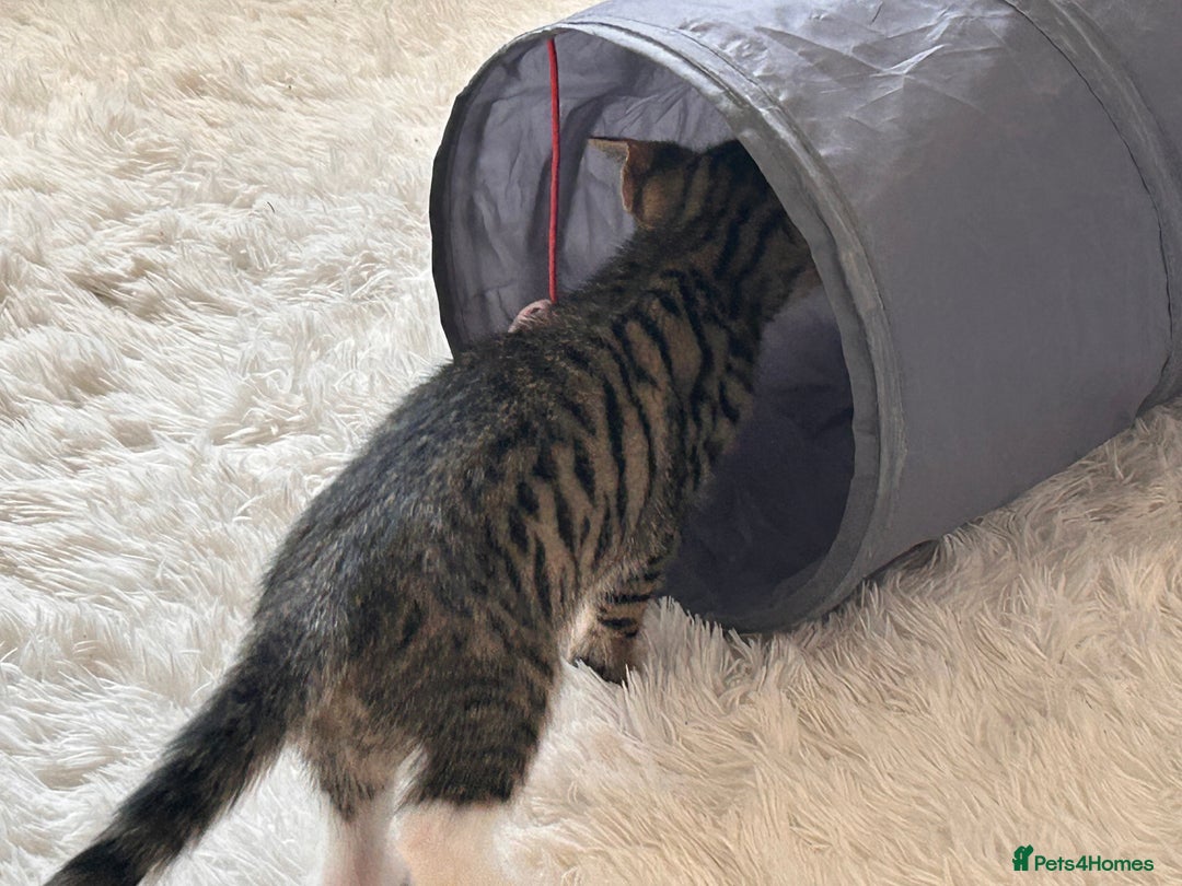Bengal cats for sale: Beautiful READY NOW - Image 11