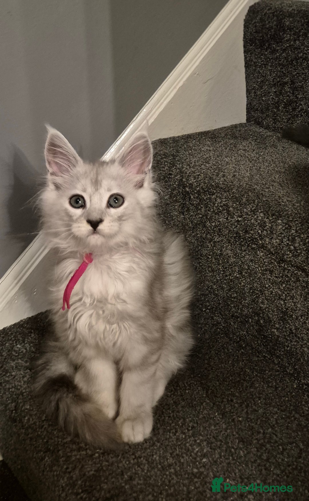 Maine Coon cats for sale: Maine Coon kittens - Advert 38