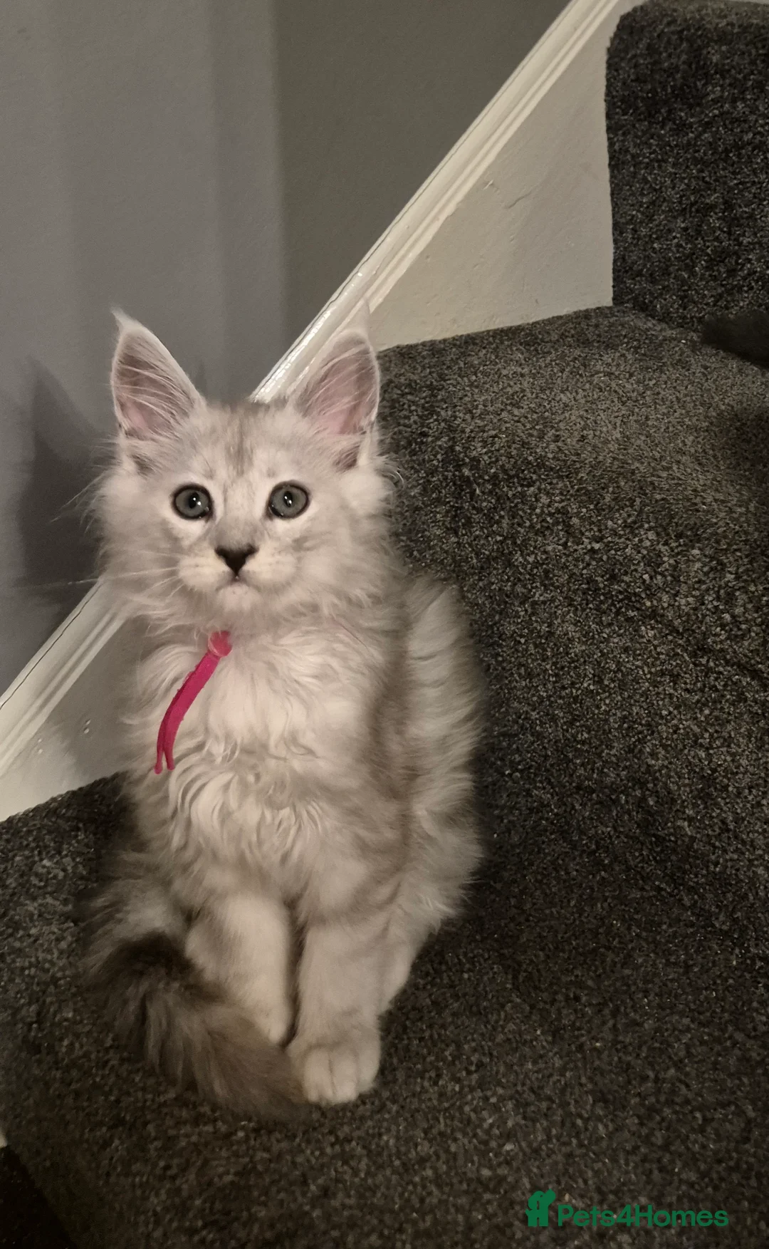 Maine Coon cats for sale: Tica registered Maine Coon kittens - Advert 38
