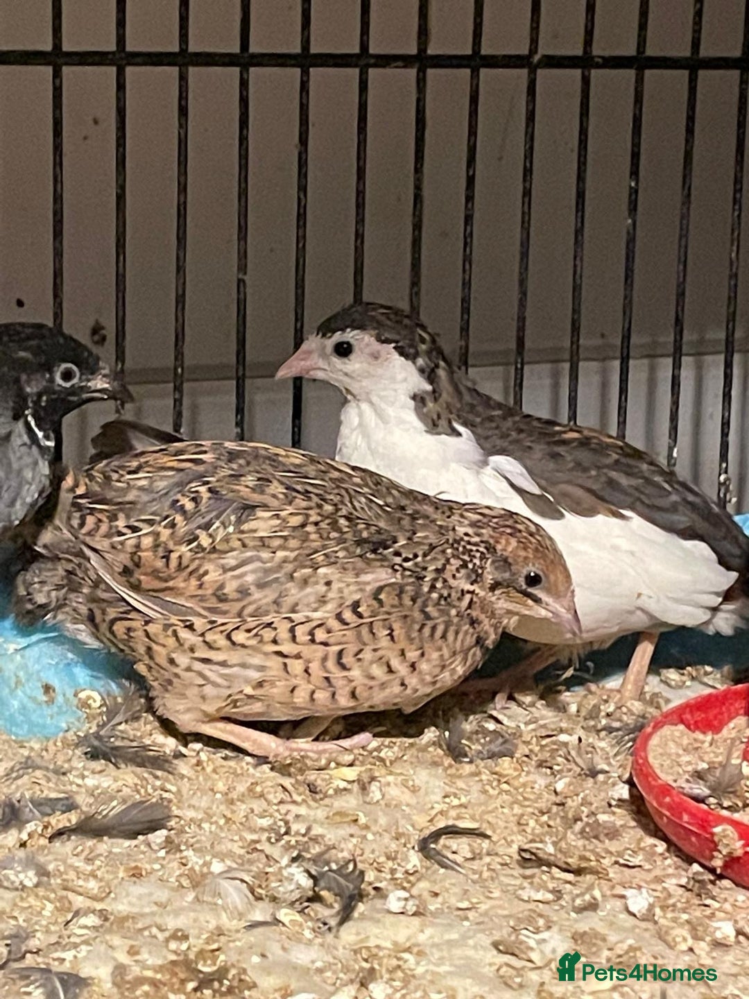 Quail poultry for sale: Chinese painted quails - Advert 1