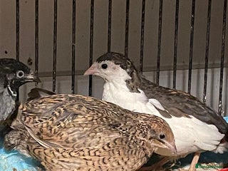 Quail poultry Chinese painted quails - Advert 2