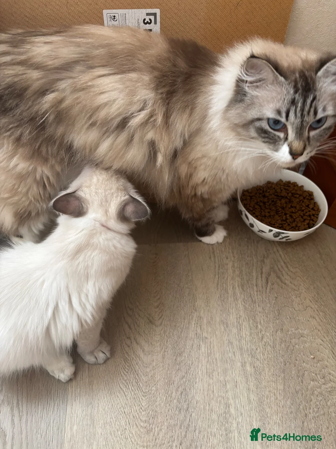 Siberian cats for sale: Beautiful Siberian kittens registered GSSF. - Advert 1