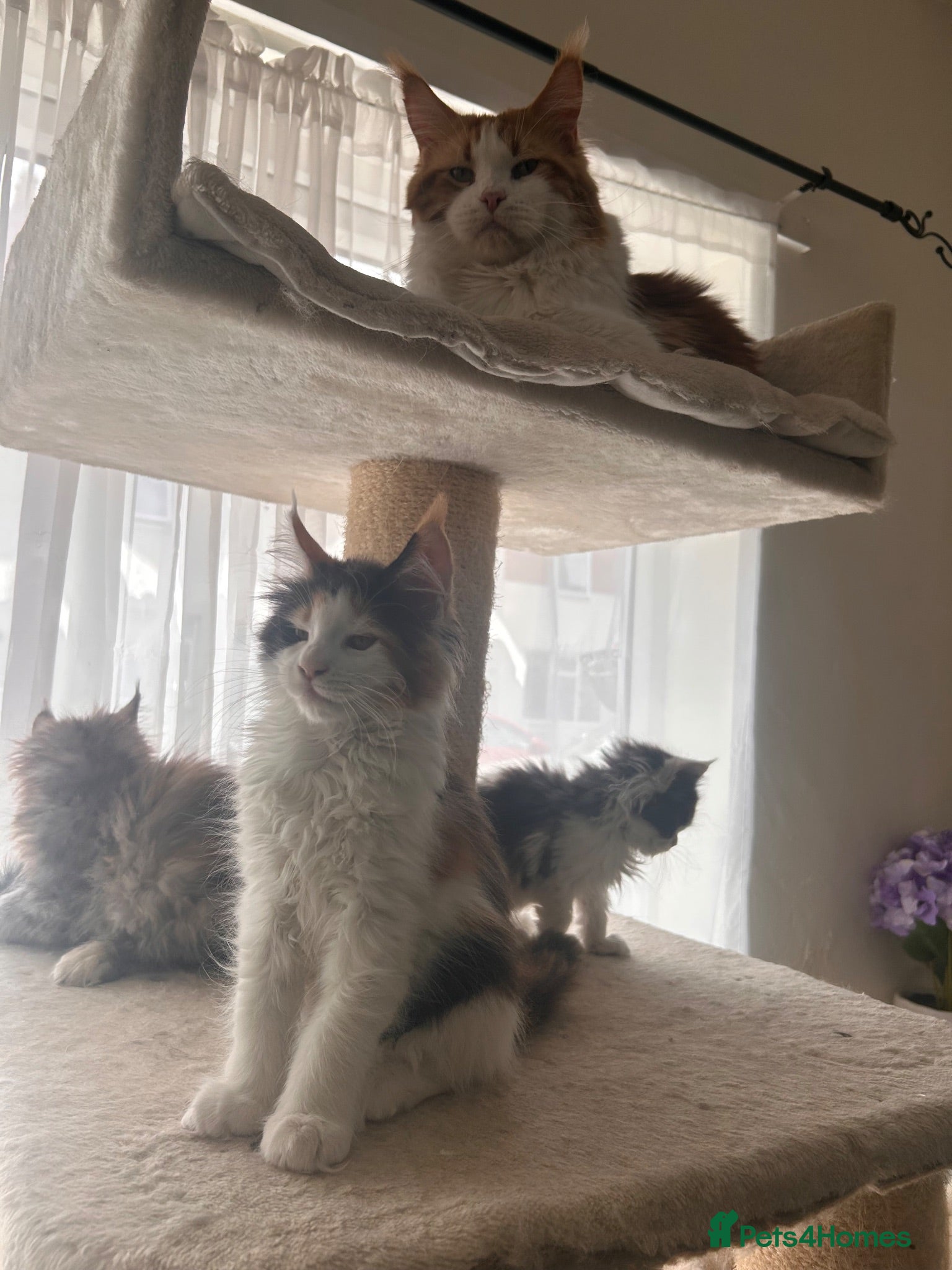 Maine Coon cats Maine Coon - Advert 11