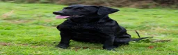 Labrador Retriever dogs for sale: KC Reg, Health Tested Girls - Advert 5