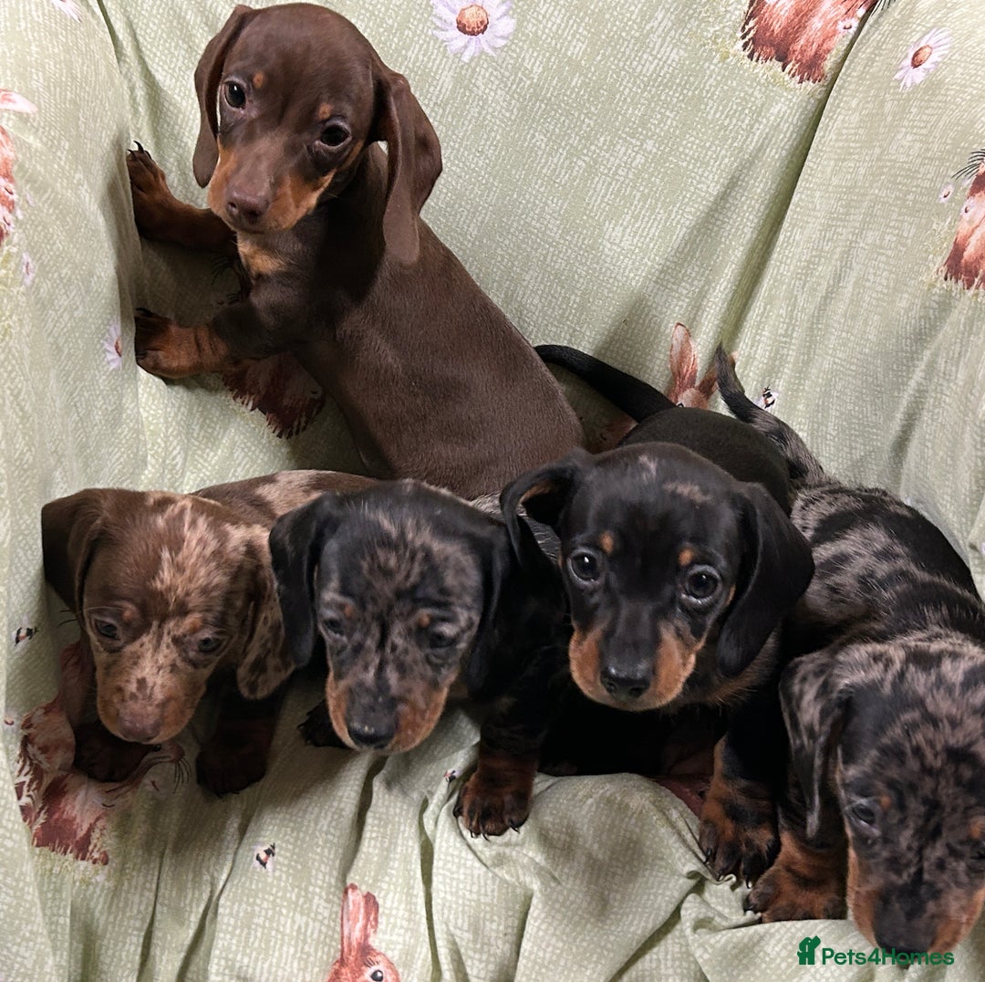 Miniature Dachshund dogs for sale: Miniature dachshunds * 3 boys left - Advert 3