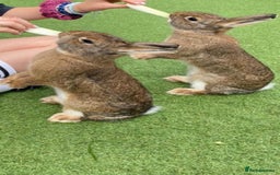 Mixed Breed rabbits for sale: 2 rabbits need a new loving home  - Advert 3