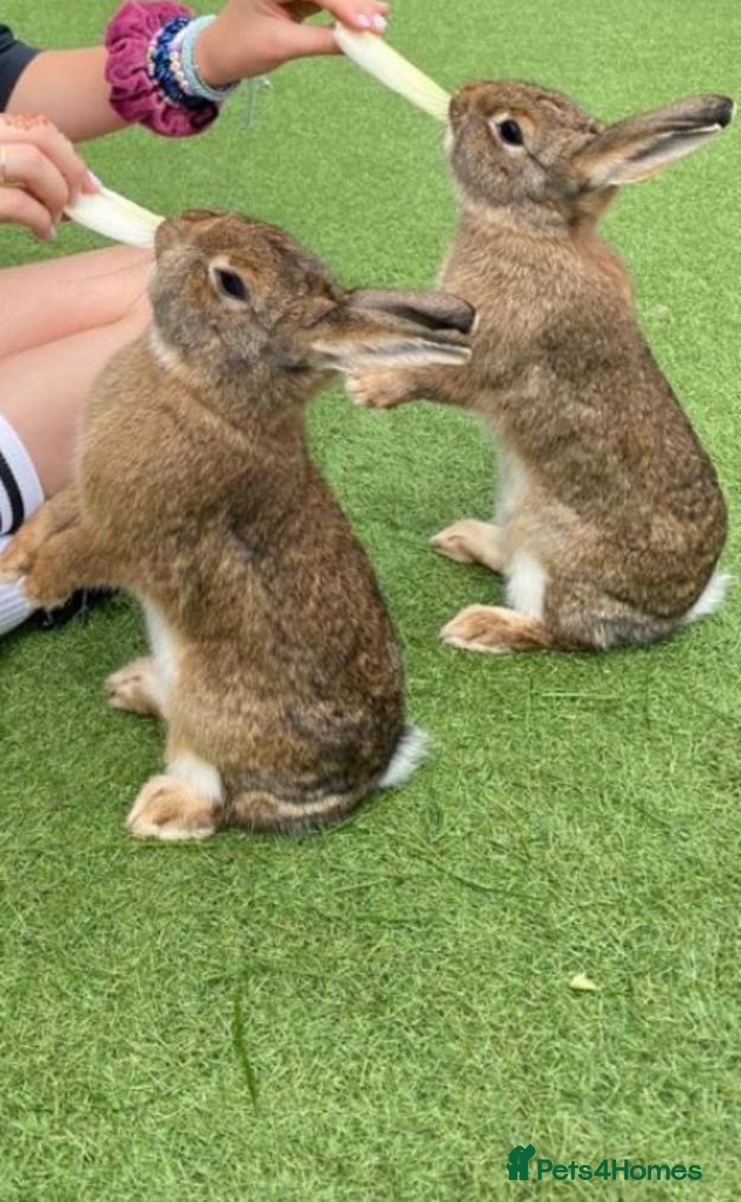 Mixed Breed rabbits for sale: 2 rabbits need a new loving home  - Advert 3