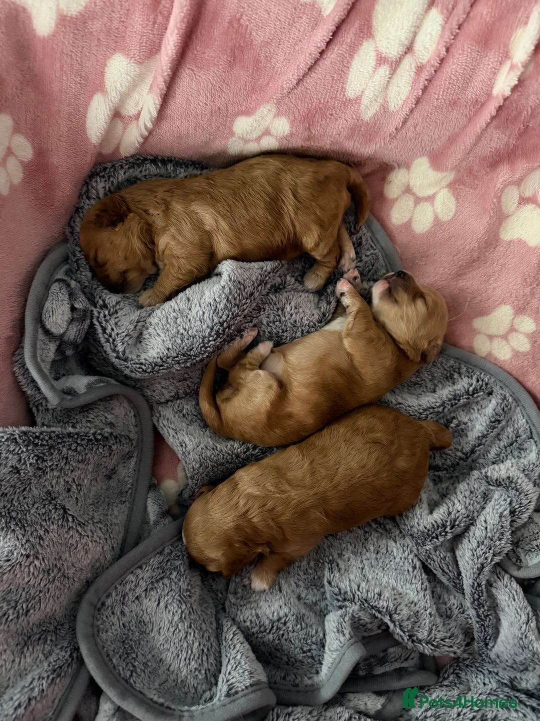 Maltipoo dogs for sale: Beautiful Tiny Maltipoo Tree girls 🐶🐾💝💝💝 - Advert 5