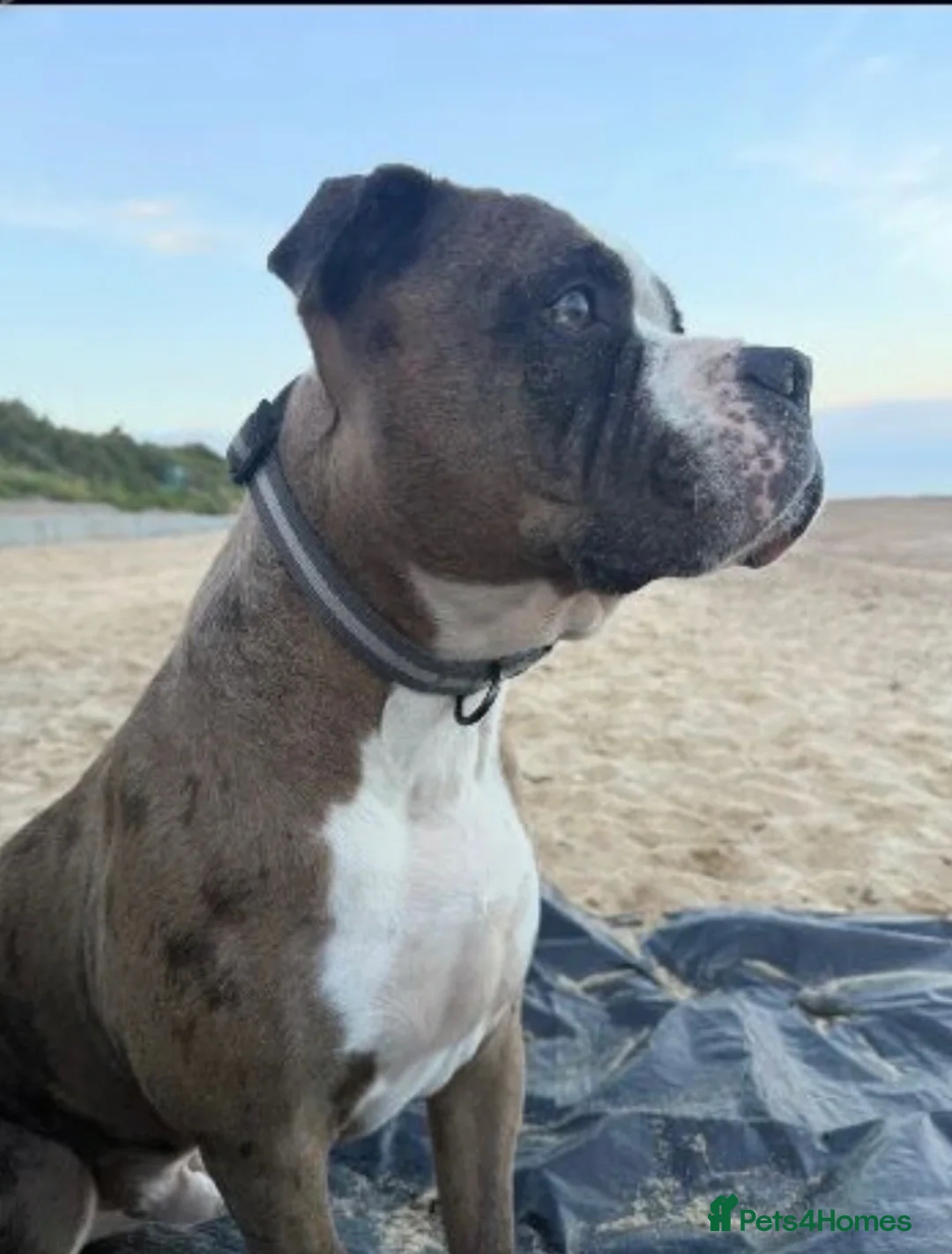 American Bulldog dogs for sale: American bulldog - Advert 2