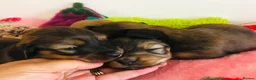 Miniature Dachshund dogs for sale: Miniature Dachshunds Longhaired - Advert 13