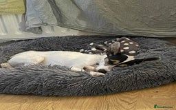 Jack Russell dogs for adoption: Yoda - Hingham Norfolk  - Advert 5