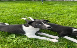 Whippet dogs for sale: Whippets  - Image 17