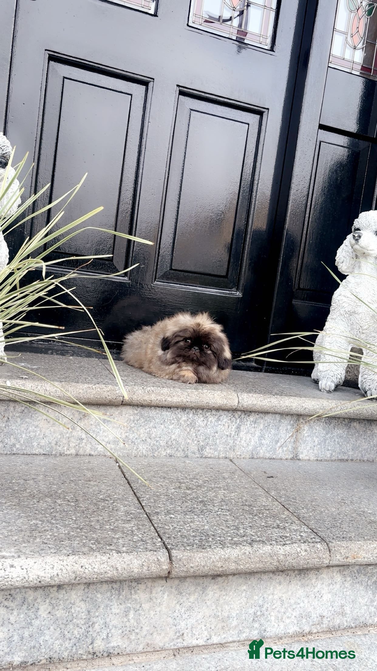 Pekingese dogs Stunning Pekingese puppies  - Advert 1