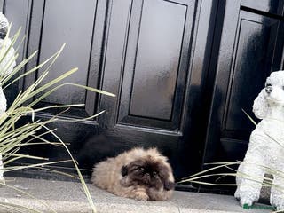 Pekingese dogs Stunning Pekingese puppies - Advert 17