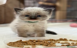 Ragdoll cats for sale: Beautiful Ragdoll kittens - Image 1