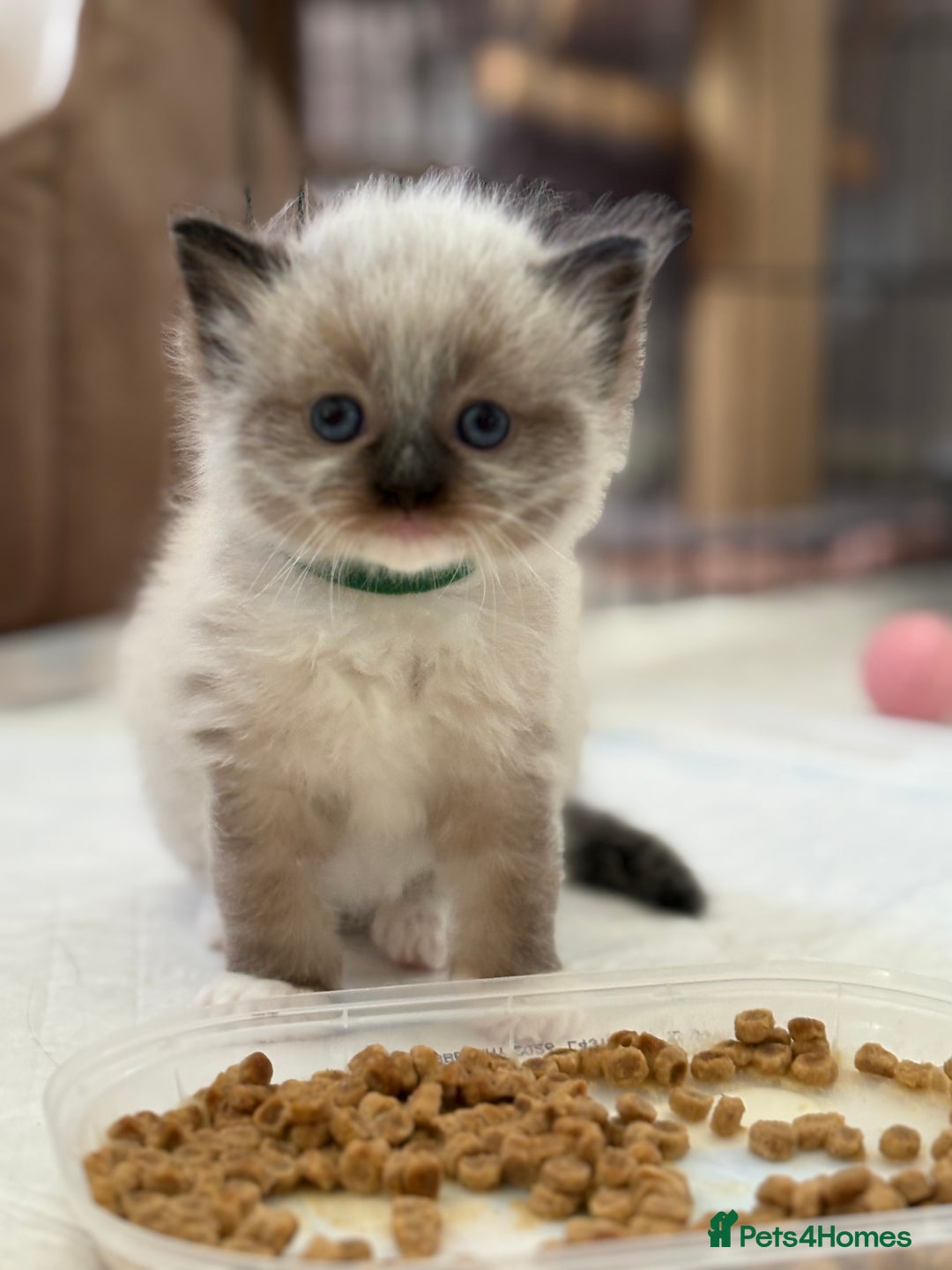 Ragdoll cats for sale: Beautiful Ragdoll kittens - Image 1